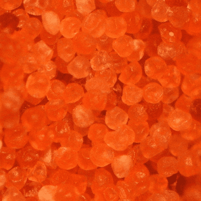 Dry Decapsulated Brine Shrimp Cysts (Non Hatching)