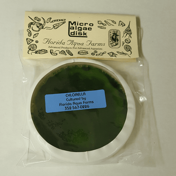 FLORIDA AQUA FARMS Algae Culture Plate microalgae Chlorella vulgaris 10-12um