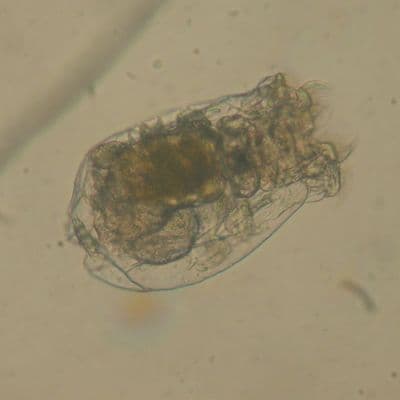 L-strain rotifers high saline 22ppt