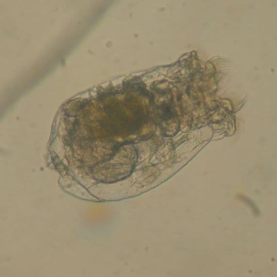 L-strain rotifers mid saline 15ppt