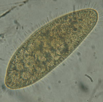 Lab grown  freshwater Paramecia caudata culture