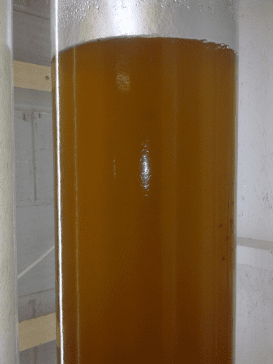Live Isochrysis microalgae