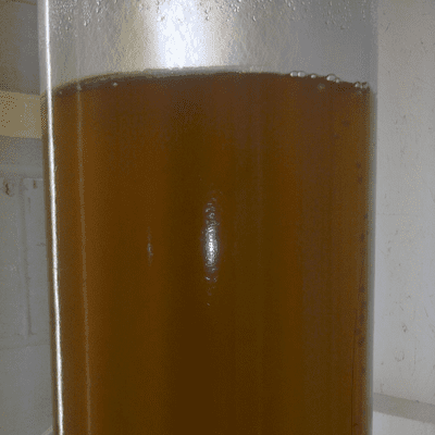 Live Isochrysis microalgae