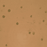 Live Marine Nannochloropsis Microalgae Starter Culture
