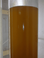 Live marine Phaeodactylum diatom microalgae 10-20 microns
