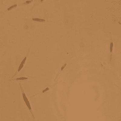 Live marine Phaeodactylum diatom microalgae 10-20 microns