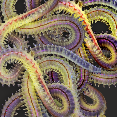 Ocean Aquaculture Polycheates - Specific Pathogen Free  ADVANCE ORDER