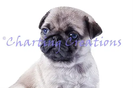 Charting Creations Pug printed cross stitch chart