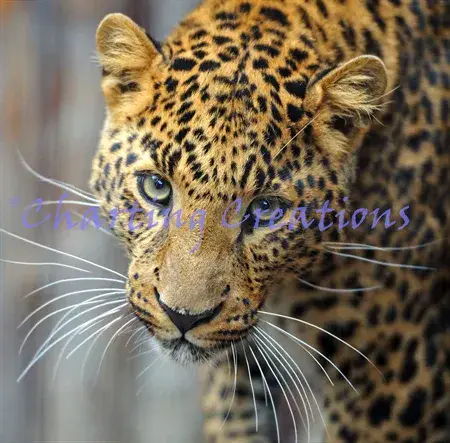 Charting Creations Small Leopard Stare printed cross stitch chart