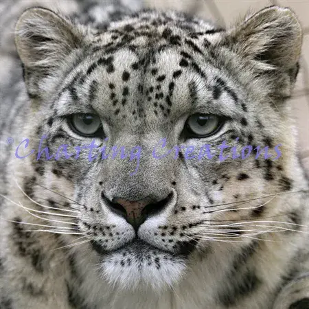 Charting Creations Snow Leopard Stare printed cross stitch chart