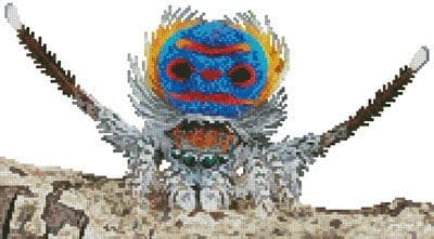 Mini Peacock Spider by Artecy printed cross stitch chart