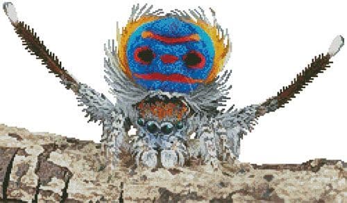 Peacock Spider by Artecy printed cross stitch chart