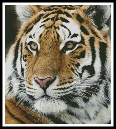 Siberian Tiger by Artecy printed cross stitch chart