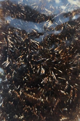 Solid Brown GlissenGloss Estaz Thread ES41