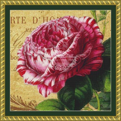 The Cross Stitch Studio Peppermint Rose printed cross stitch chart