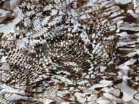 Polyester Bubble Crepe Dress Fabric -  Snakeskin Animal Prints Various