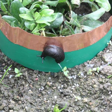 Slug Circles - 4 Metre