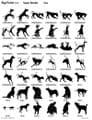 Pets Artwork S2 Pages 1 - 5
