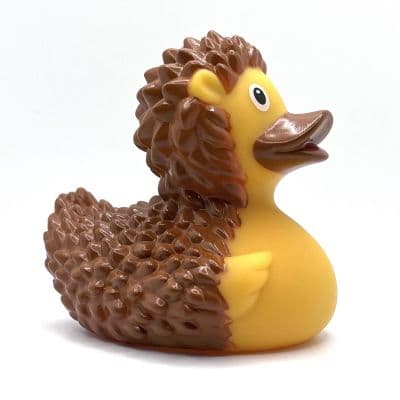 Hedgehog Duck