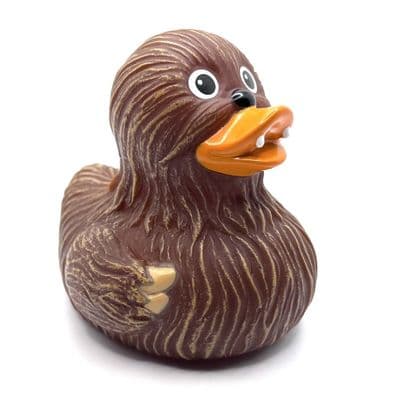Whooping Duck