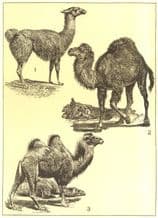 ANIMALS: Camelidae; 1 Guanaco; 2 Dromedary; 3 2-humped camel, old print 1907