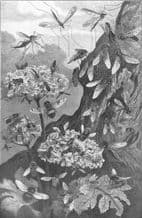 ANIMALS: Representative Flies, antique print 1907