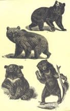 BEARS: Black Bear Ursus Americanus Brown Arctos Himalayan Torquatus Malay, 1907