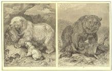 BEARS: Polar Bear(Ursus maritimus); Grizzly(horribilis), antique print 1907