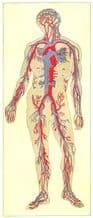 BIOLOGY: Blood-general blood vessels; Arteries are in red; veins blue, 1907