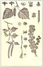 BIRCH: Spray; flowers; Twig; catkin; Fruit case; buds; branch; Dwarf, 1907