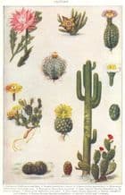 CACTUS: Leaf globe wart melon giant Stapelia Cereus Hairy Mexican opuntia, 1907