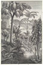 CARBONIFEROUS FOSSIL: Tooth-fern Cordaites borassifolia Pecopteris Cyathea, 1907