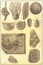 CARBONIFEROUS FOSSILS: Actinocrinus; Platycrinus; Plaeechinus; Chonetes, 1907