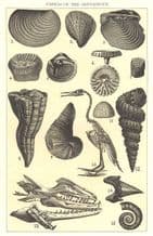 CRETACEOUS FOSSIL:Inoceramus concentricus Exogyra columba Cripsi Ptychodus, 1907