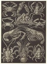 DECAPODS: Edible sping Med Atlantic porcelain coconut purple crab; shrimp, 1907