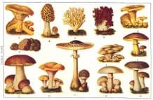 EDIBLE FUNGUS: Tasty; Morchelle; Cockscomb; Toadstool; Cantarelle; Truffle, 1907