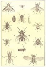 FLIES: House stable garden Apple-worm forest meat flesh pomace dung gadfly, 1907