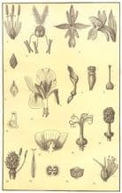FLOWER MORPHOLOGY: Bulrush Grass Orchid Iris Aristolochia Gentian Violet, 1907
