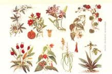 FLOWERING PLANT: Blue Passion-flower Pomegranate orchid Abutilon Monkshood, 1907