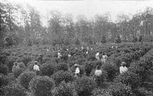 FOOD: Tea gathering, antique print 1907