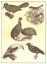 GUINEA: Guide-bird; garden warblers; Hens; European Golden Oriole; Grakle, 1907
