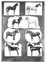 HORSES: Arabian; Stallion; Shetland Pony; Welsh; Shire; Clydedale Gelding, 1907