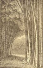 INDONESIA: Bamboo Grove in Java, antique print 1907