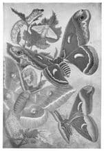 LEPIDOPTERA: Mulberry Silkworm, Caterpillar; Silk Moth; Chinese; Ailanthus, 1907