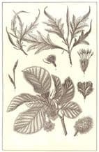 TREES: Beech: Branch; flower; Fruit & case; Twig; varieties, old print 1907