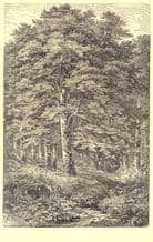 TREES: Beech Tree(Fagus Sylvatica), antique print 1907