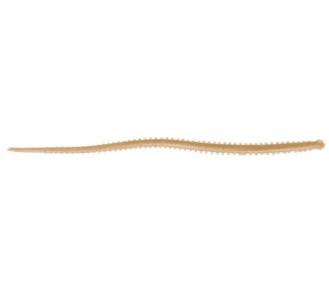 Berkley Gulp! Saltwater 4 inch Isome - Hosomi