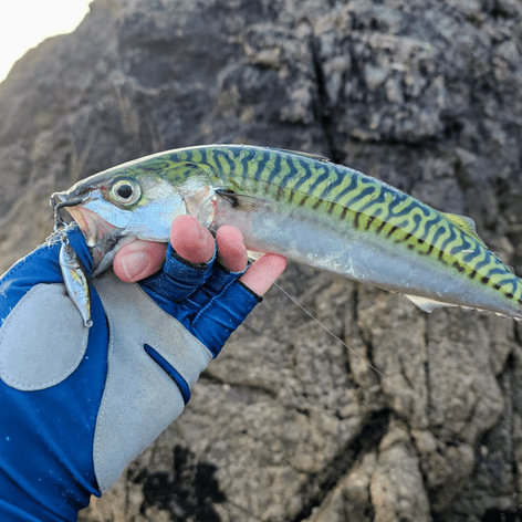 Big Lerf Lure Combo Kit - Mackerel