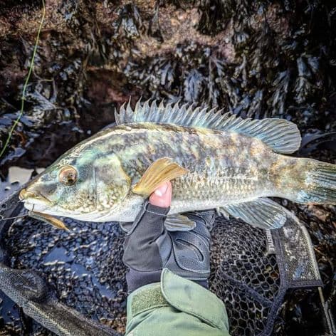 Big Lerf Lure Combo Kit - Wrasse