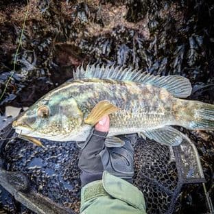 Big Lerf Lure Combo Kit - Wrasse